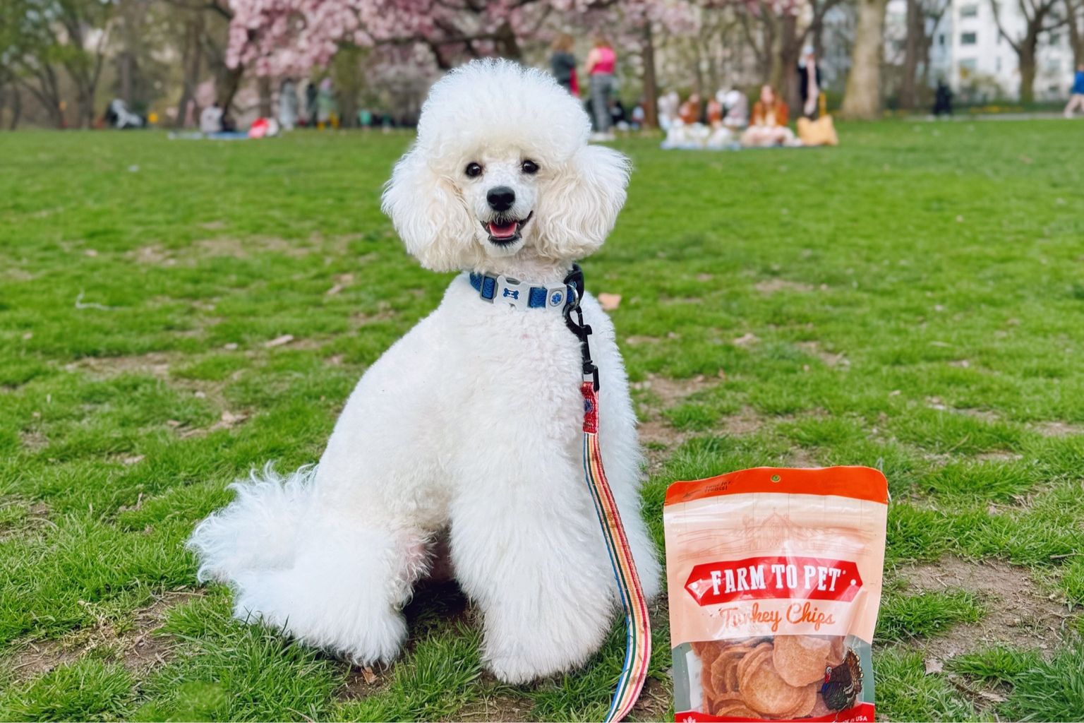 white poodle with a leash sitting a park with farm to pet turkey chips