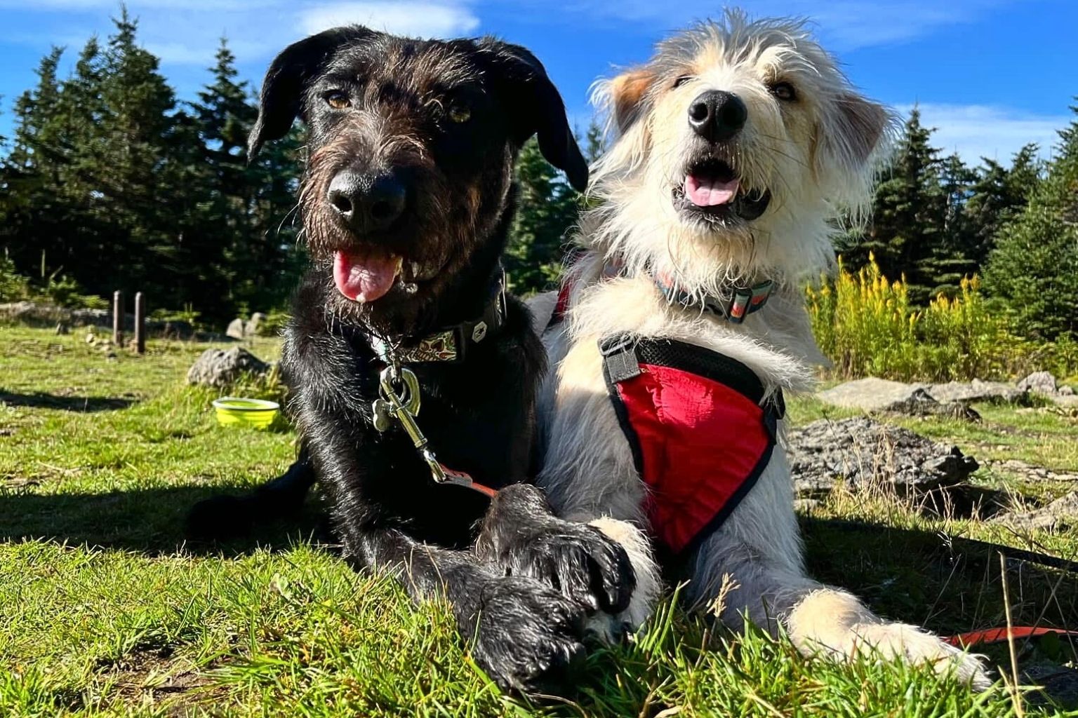 Eleanor the rescue dog and her brother Virgil lying outside on grass