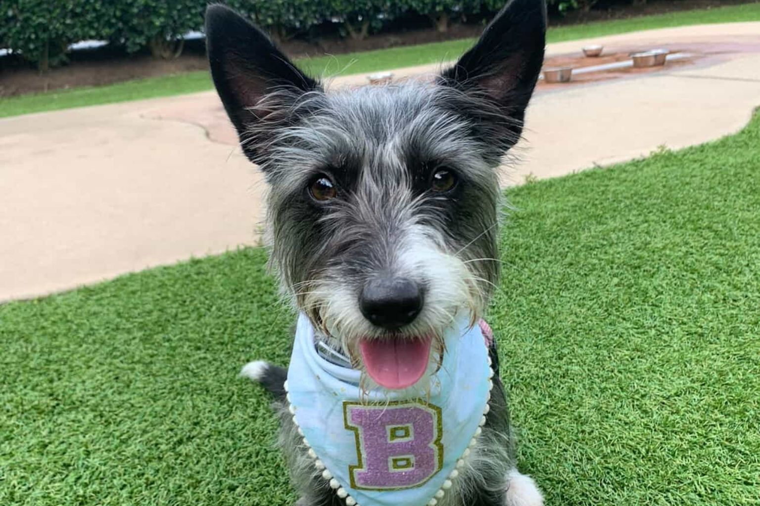 Bella the rescue dog wearing a bandana sitting on grass