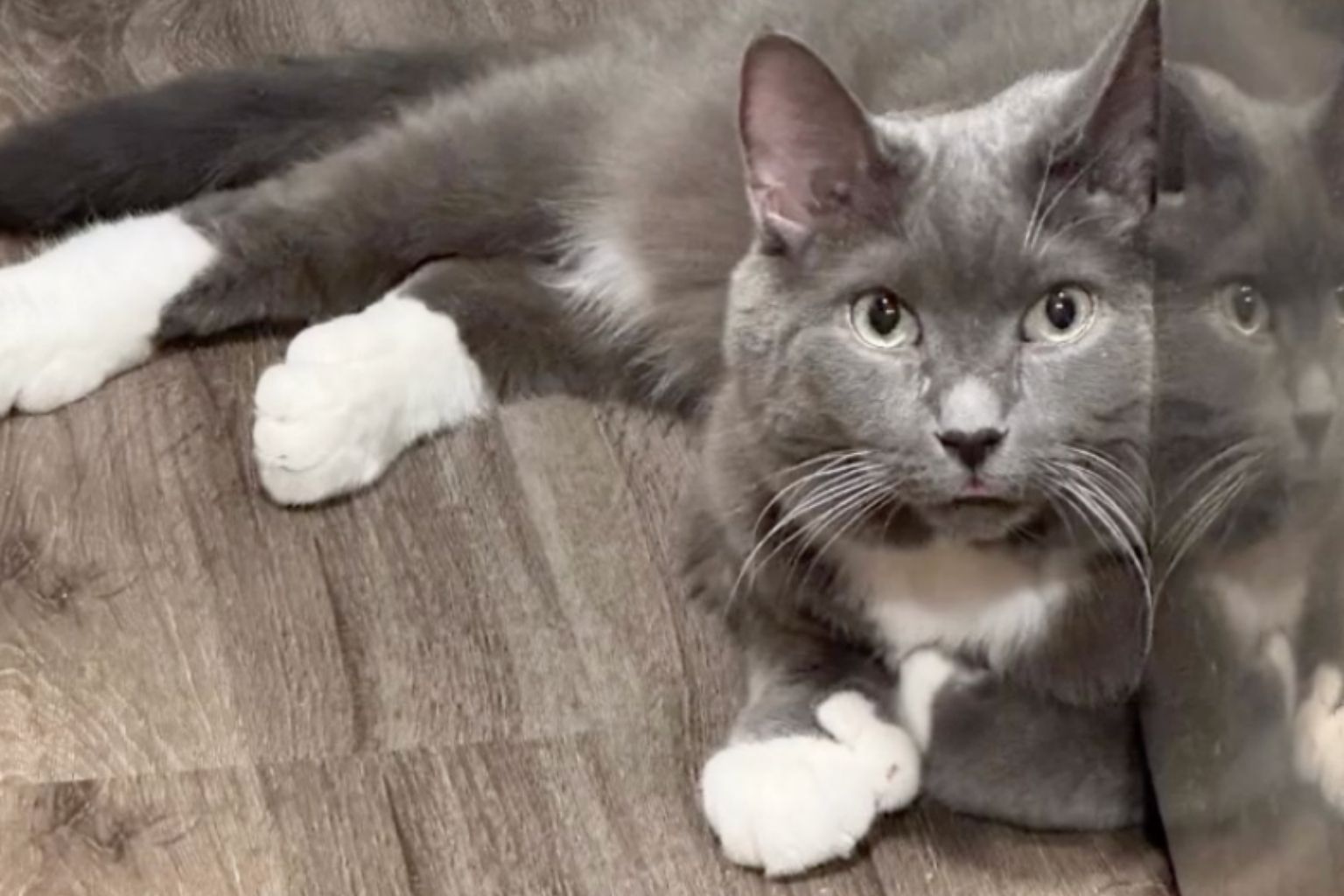 Meeko the rescue cat lying on a wood floor