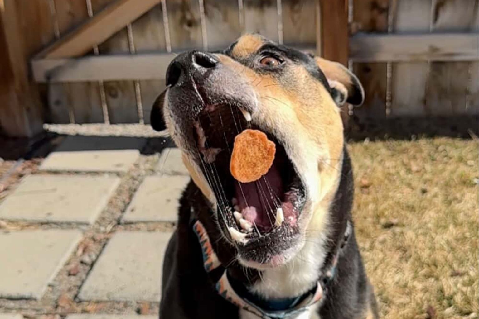 Rocky the rescue dog looking at the camera with his head tilted