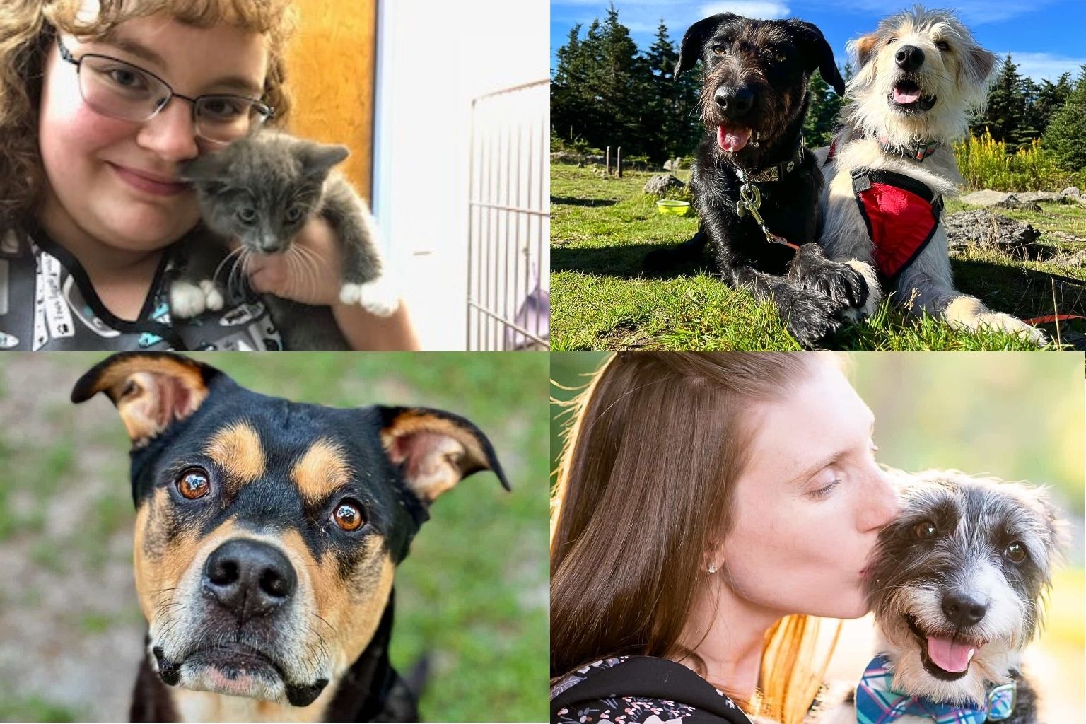 Dogs can eat Watermelon