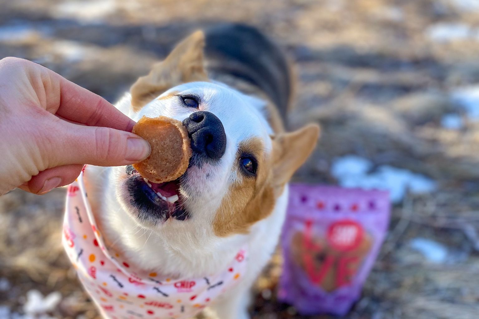 dog taking a chicken chip from a hand