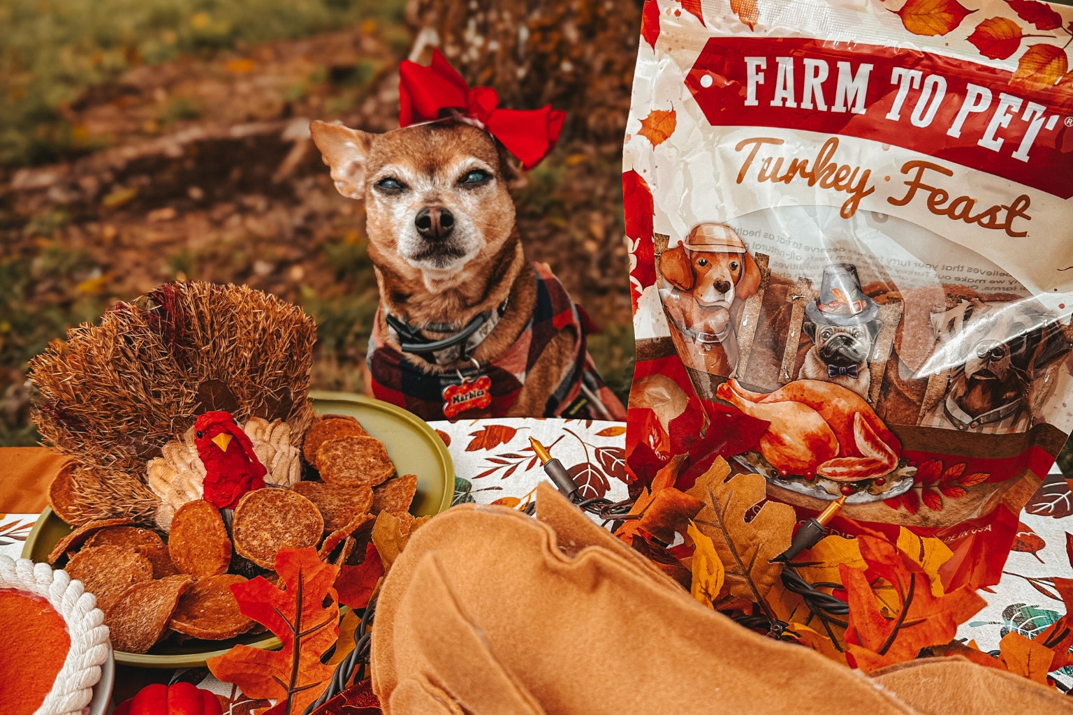 Small brown and white dog surrounded by Thanksgiving decorations and Farm To Pet Turkey Feast turkey chips