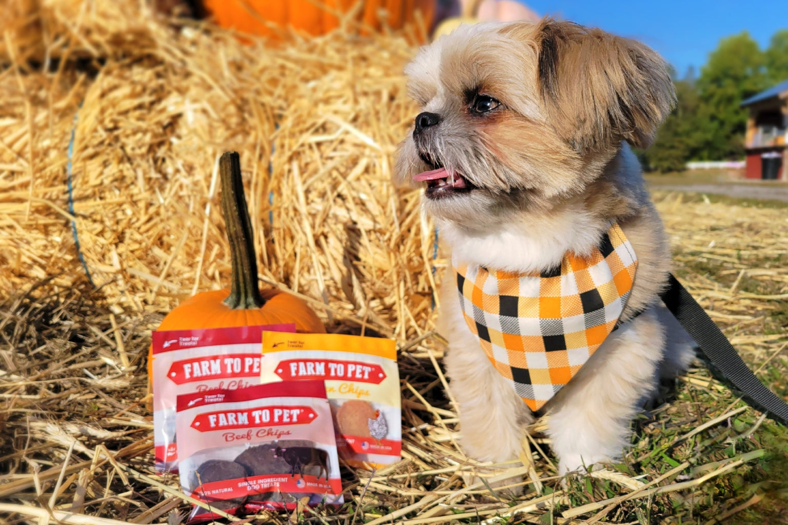 A small dog with a bandana sitting on a bale of hay with a pumpkin and Farm to Pet treats