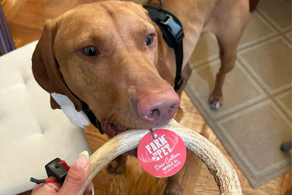A reddish brown dog being handed a Farm to Pet deer antler chew.