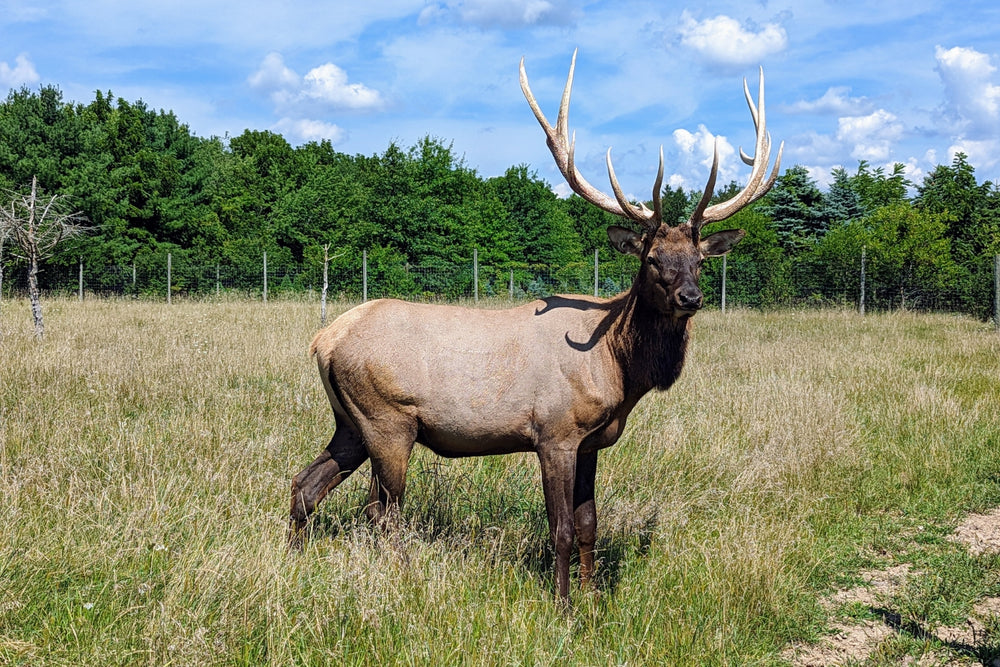 A whitetail deer buck with beautiful antlers standing in a field.