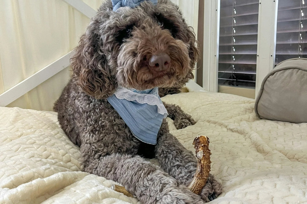 A furry grey dog chewing a deer antler