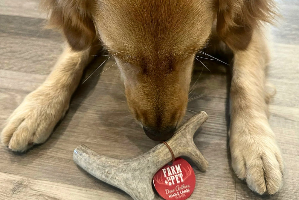 A golden retriever dog sniffing a Farm to Pet deer antler dog chew.
