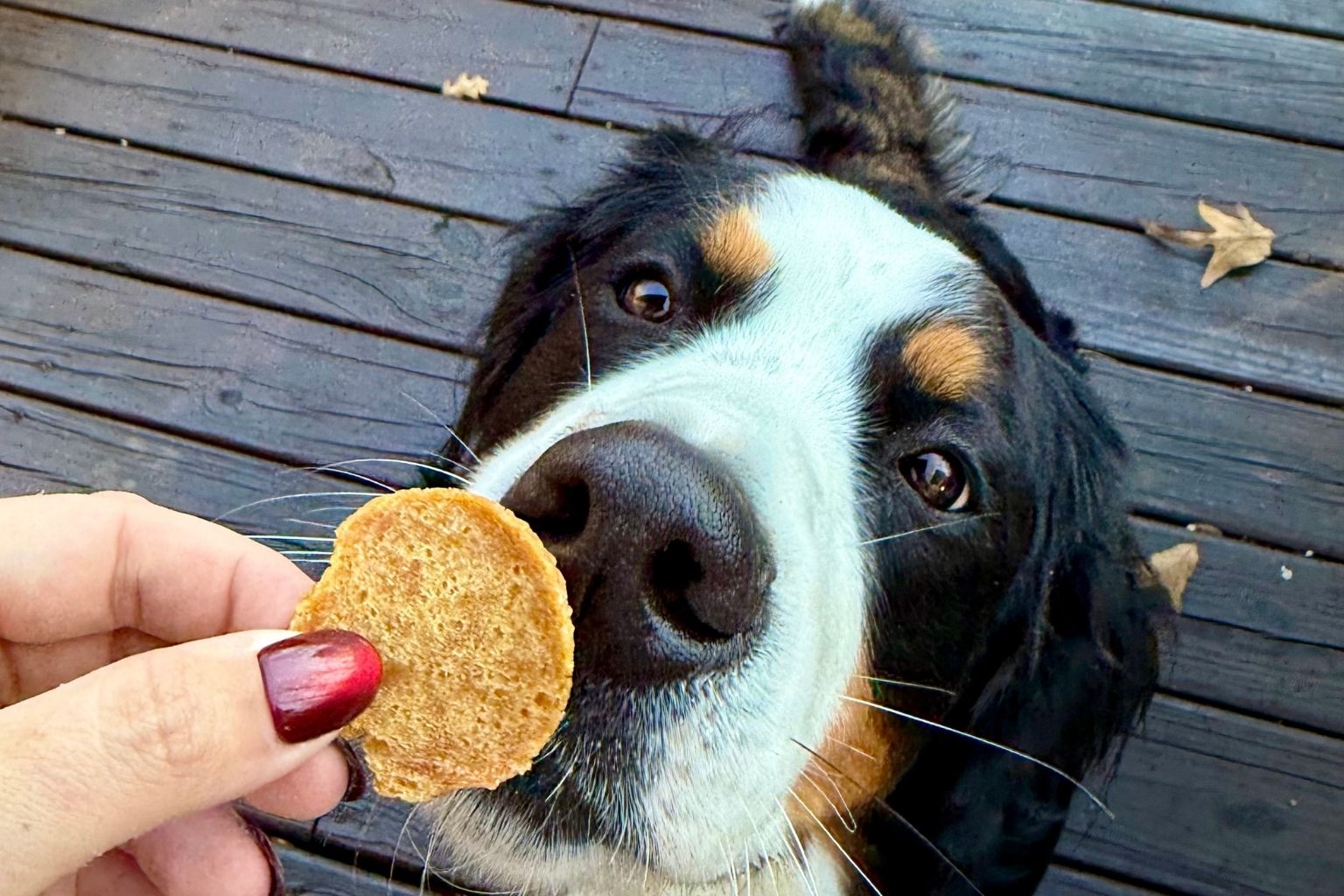 Bailey the Bernese mountain dog about to eat a farm to pet chicken chip from his mom