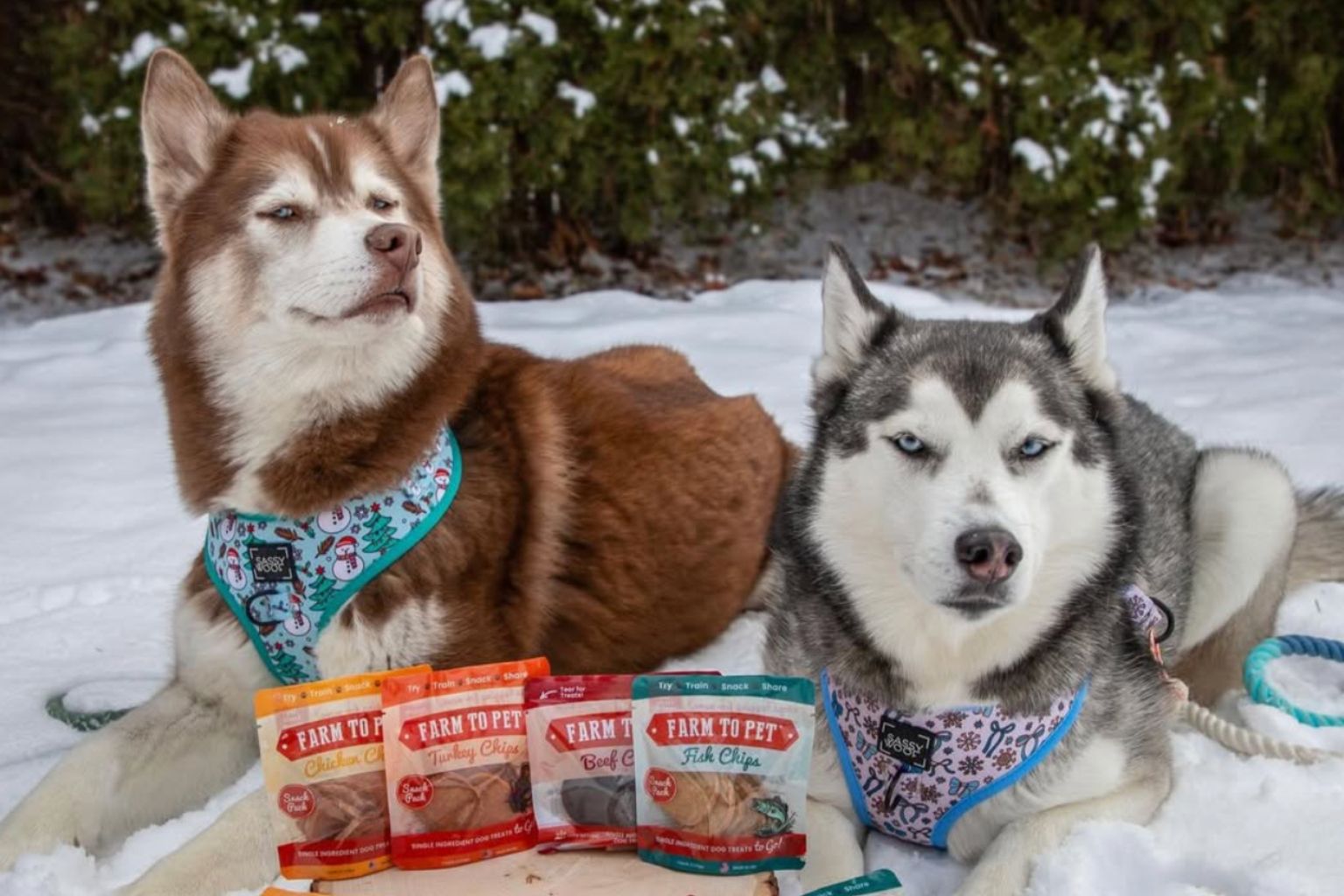 Lilly and Clover the huskies sitting outside in the snow with bags of farm to pet dog treats