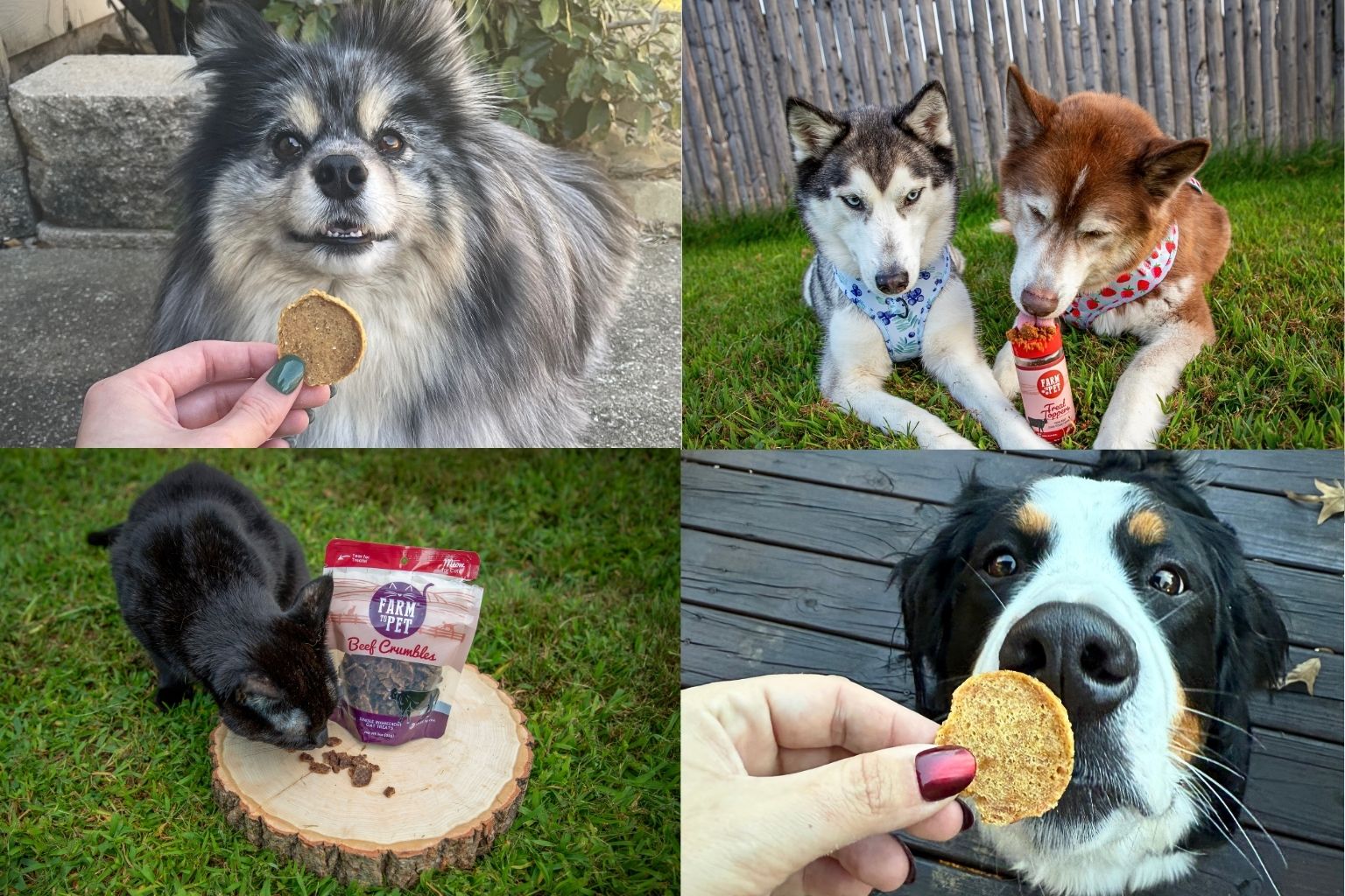 Collage of dogs eating healthy treats from farm to pet