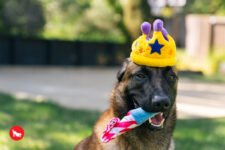 Top Pet-Friendly Ideas to Celebrate New Year’s Eve with Your Dog – P.L.A.Y.