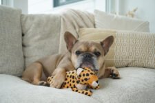 How to Become a Pet Influencer: Join P.L.A.Y.’s Ambassador Program