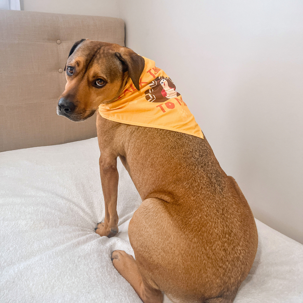 Live Like Roo pet charity brand logo and close up image of rescue dog Roosevelt