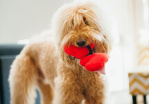 Celebrate Valentine’s Day with Your Beloved Pet! – P.L.A.Y.