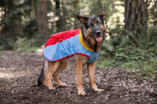 Top 5 Outdoor Summer Activities to Enjoy with Your Dog – P.L.A.Y.