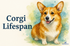 How Long Do Corgis Live? (Life Expectancy) – Walkin’ Pets
