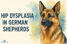 Signs, Diagnosis, and Treatment – Walkin’ Pets