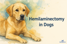 Procedure, Recovery, Costs, and Success Rate – Walkin’ Pets