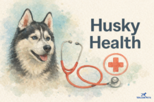 What Health Issues Do Huskies Have? – Walkin’ Pets