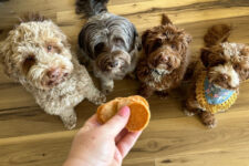 New Year, New Dog! 7 New Puppy Essentials Pet Parents Need – Farm To Pet