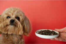 The Impact of Puppy Nutrition on Skin and Coat Health – Farm To Pet