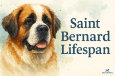How Long Do Saint Bernards Live? – Walkin’ Pets