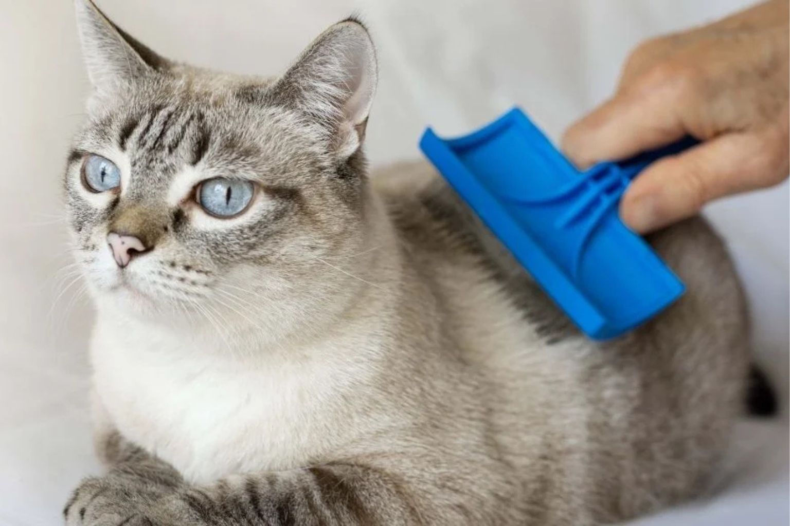 Cat being brushed.