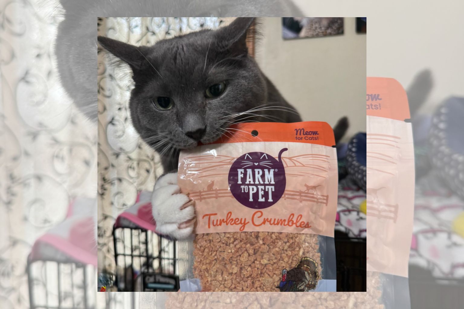 Cat biting the corner of a bag of Farm to Pet cat treats