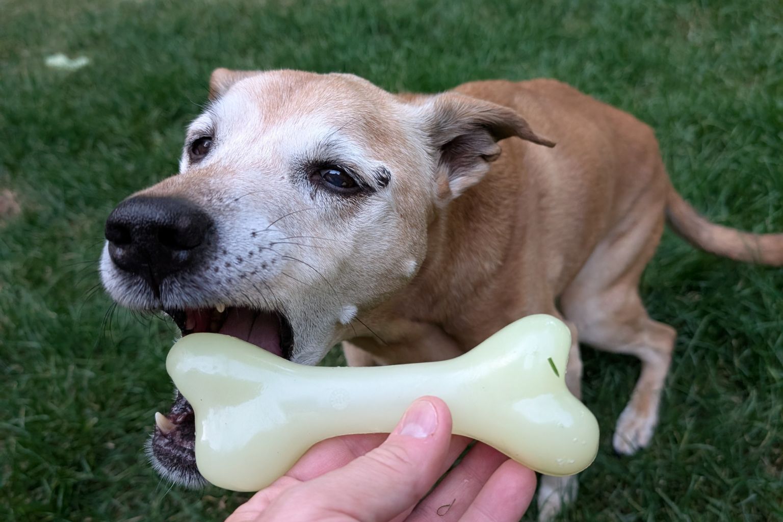 Dog taking a bone shaped chew toy from her owner