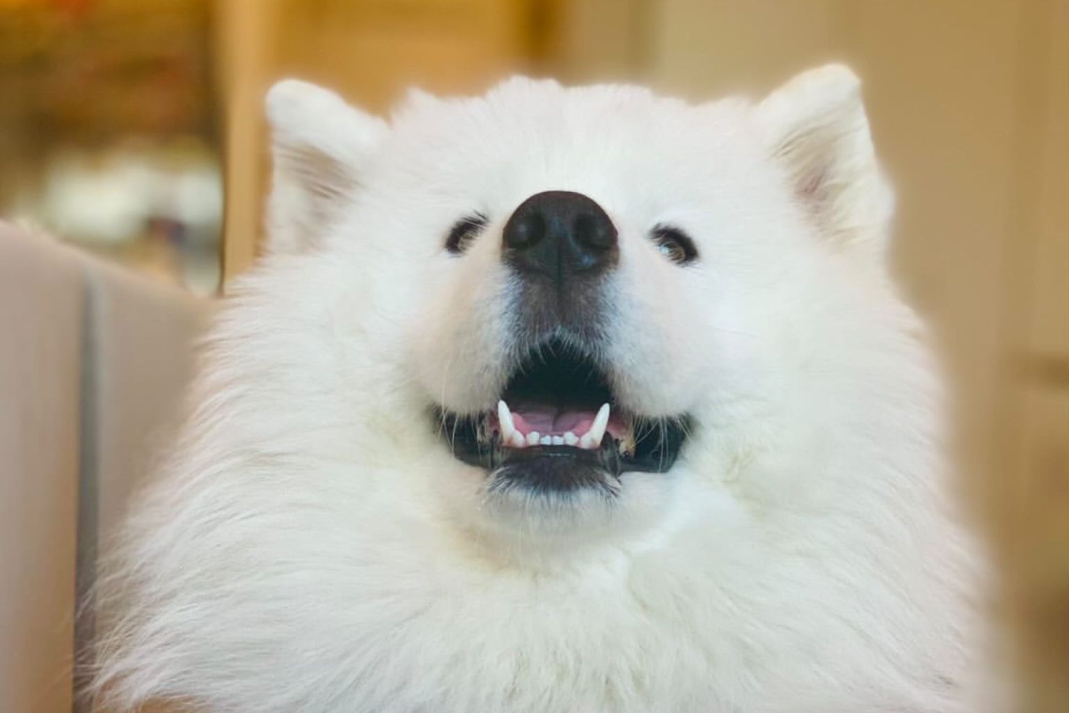 Samoyed dog smiling showing healthy white teeth