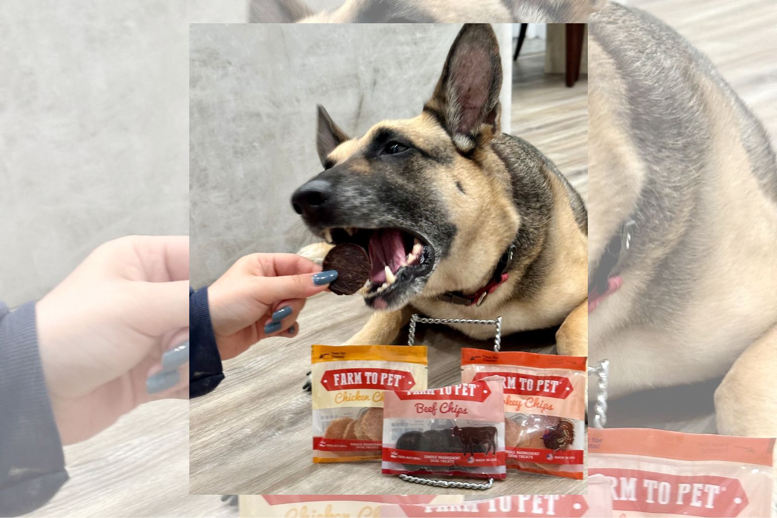 German shepherd dog eating a beef chip dog treat