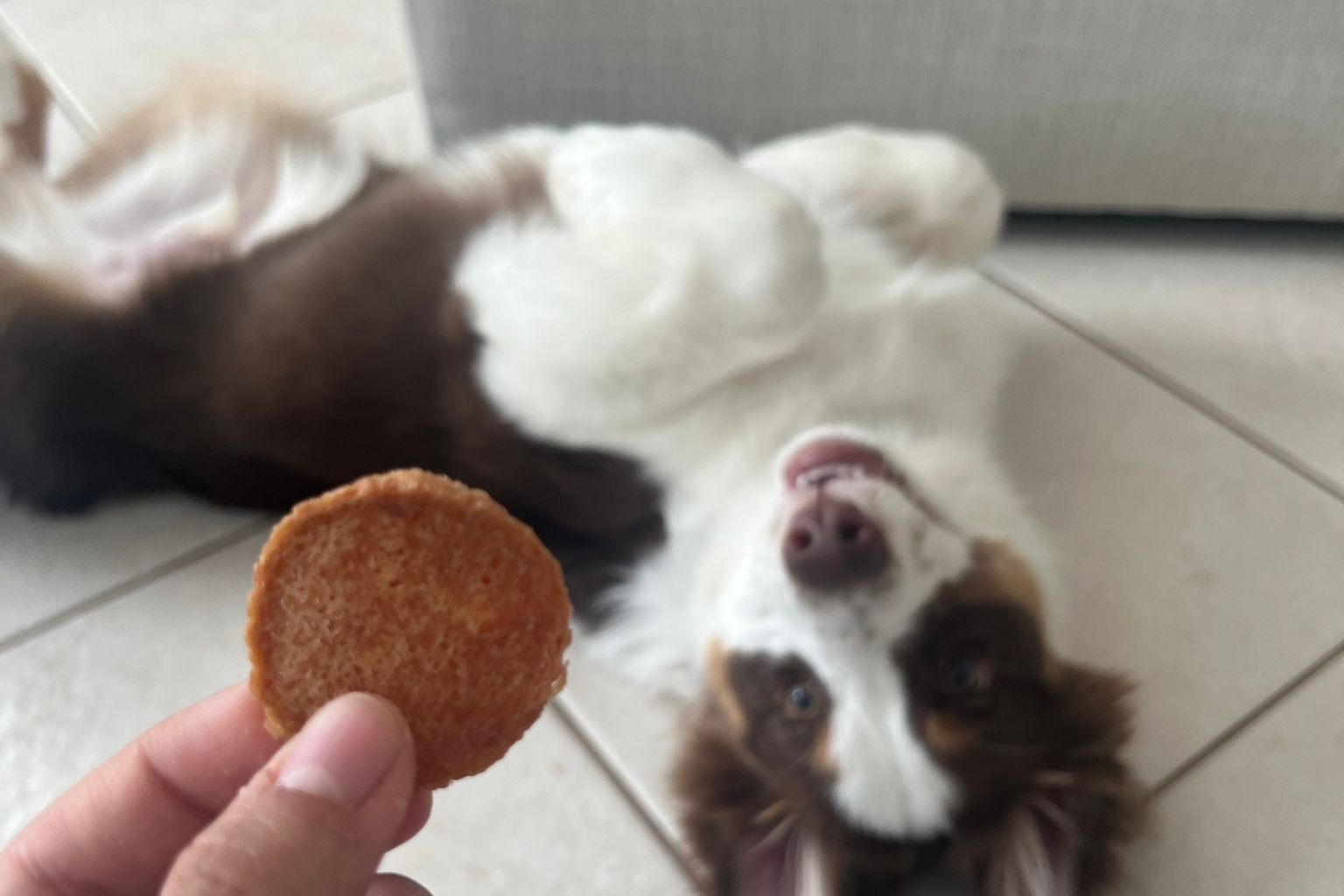 Dog lying on his back looking at his owner