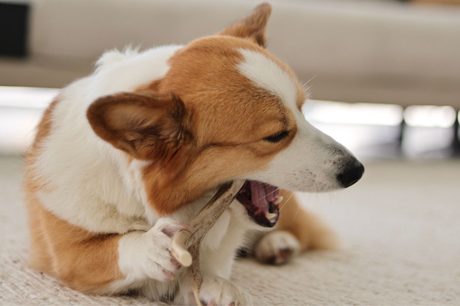 corgi dog lying on carpet chewing an antler dog chew