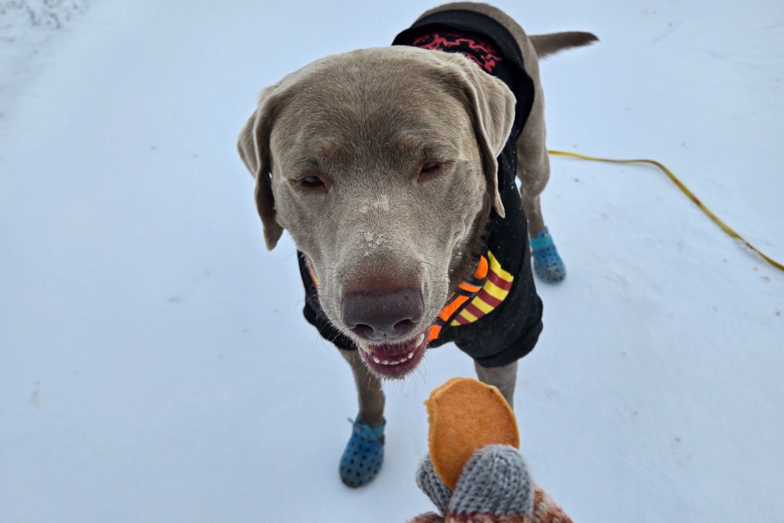 dog outside in snowy weather waiting for a treat