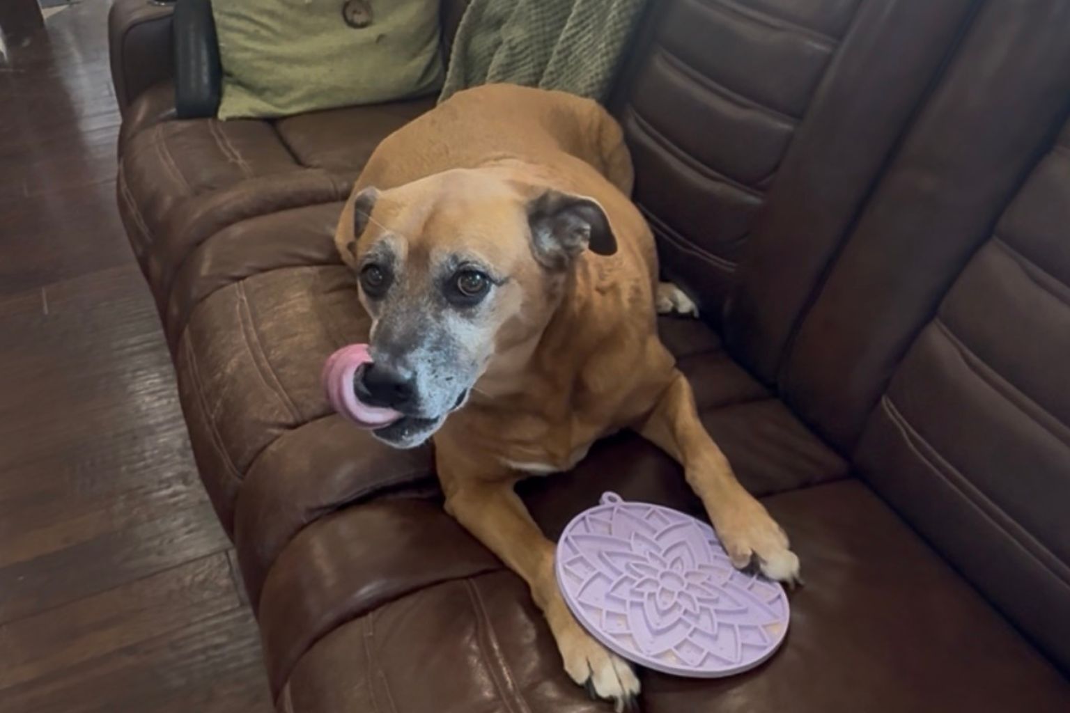 dog lying on a couch licking his lips after finishing a lick mat treat