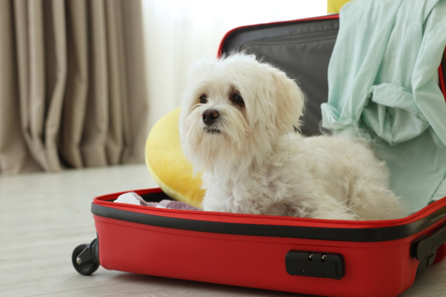 white fluffy dog sitting in an open red suitcase