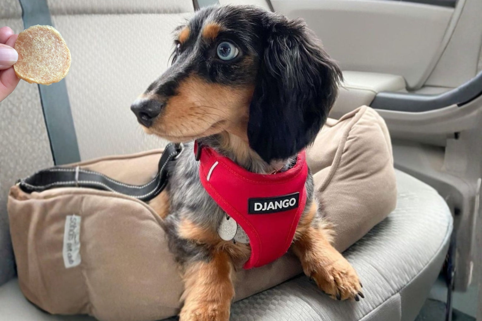 dachshund dog on a car seat with a Django harness waiting for a farm to pet chicken chip