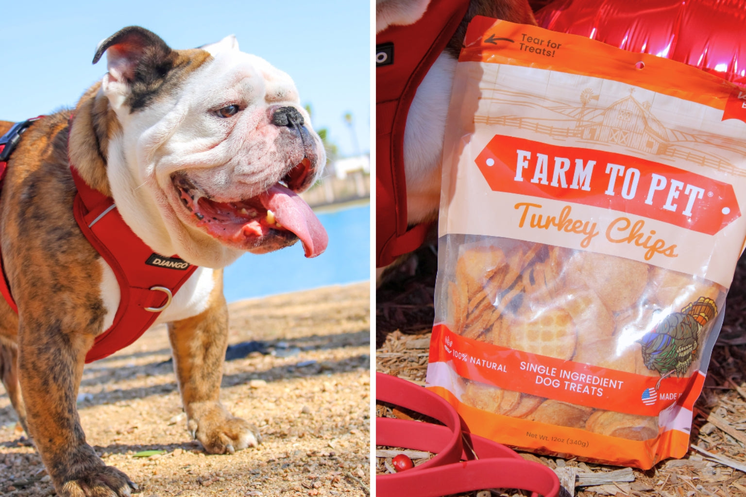 split photo with dog on the left outside in the sun and farm to pet turkey chips on the right