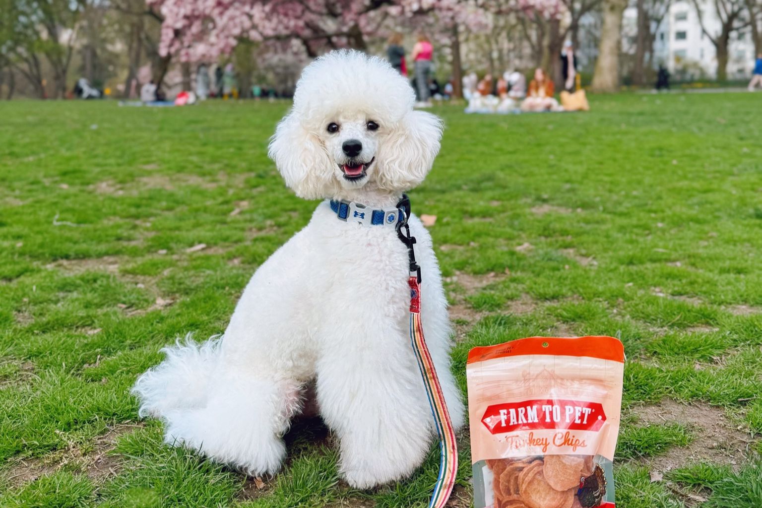 White poodle wearing a leash sitting on the grass with a bag of Farm to Pet dog treats