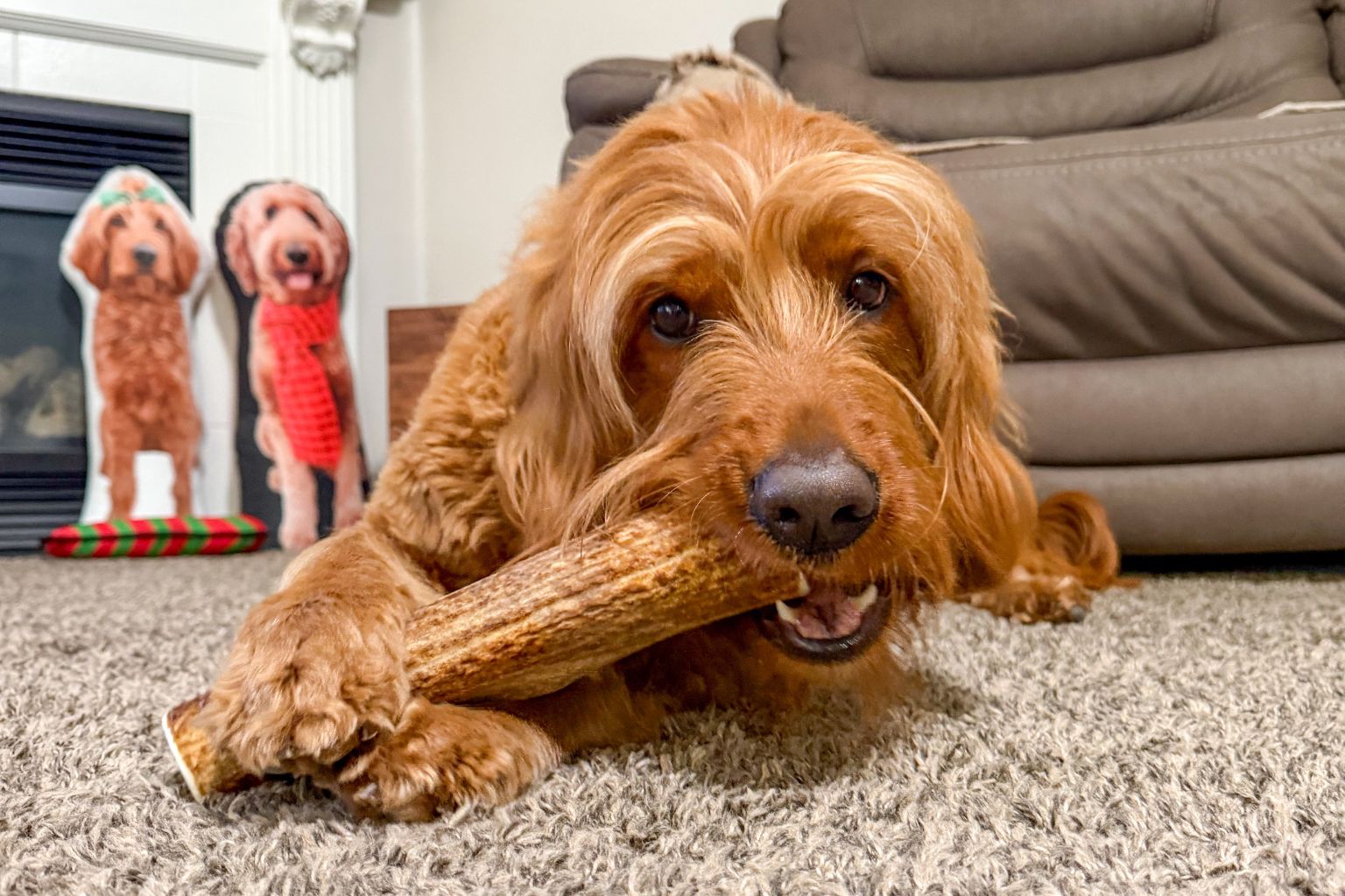 dog lying on carpet chewing on an antler dog chew