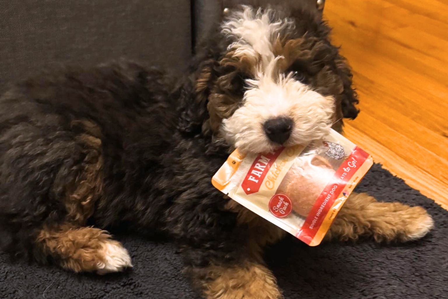 A furry dog lying on a couch with a bag of Farm to Pet dog treats in his mouth
