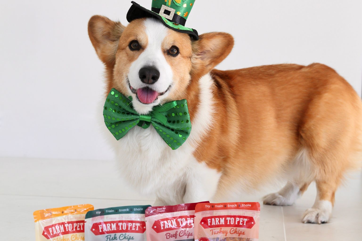 corgi dog wearing a st. Patrick