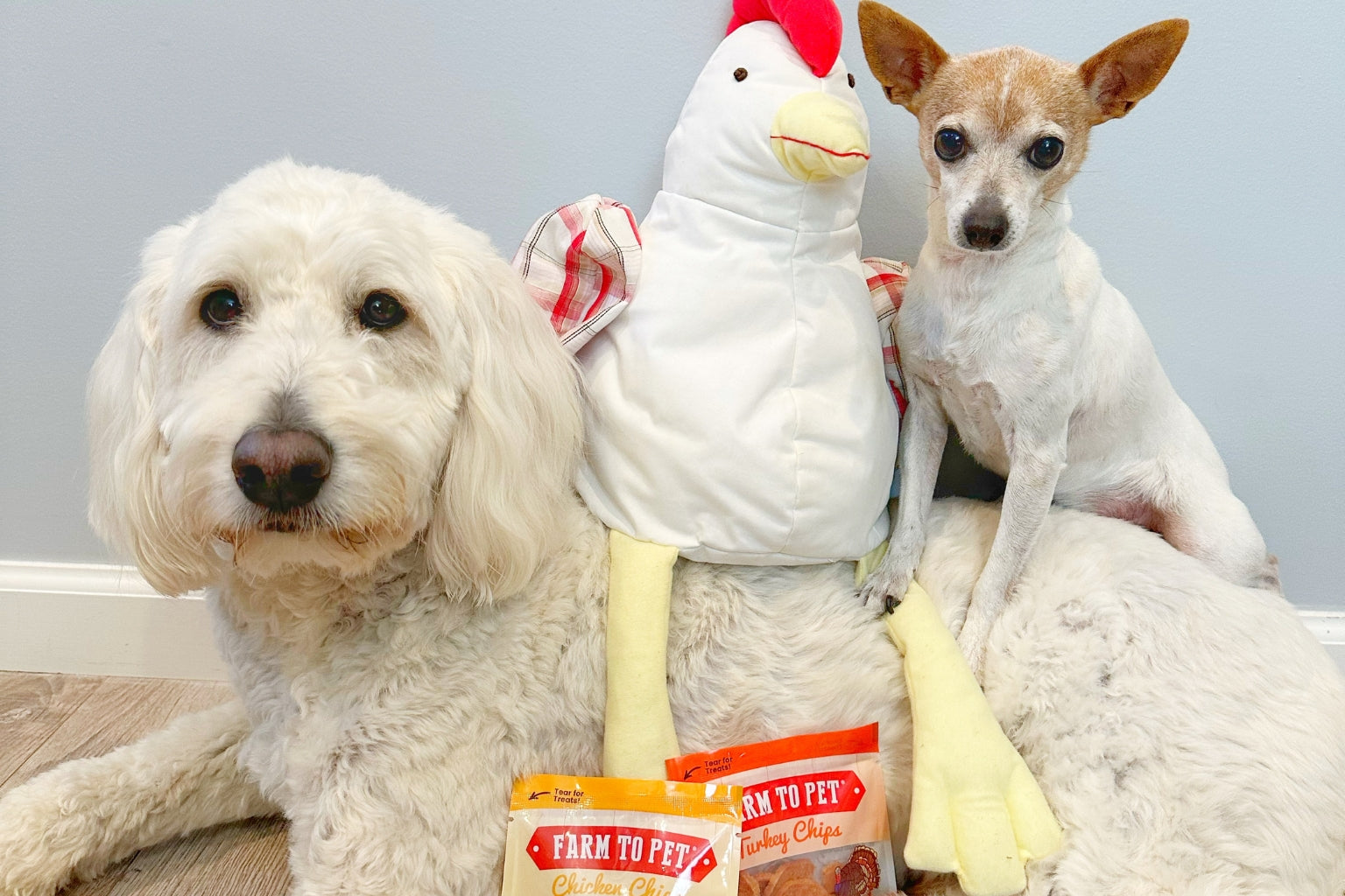 Labradoodle and chihuahua dogs sitting with a chicken plush toy and hypoallergenic poultry dog treats