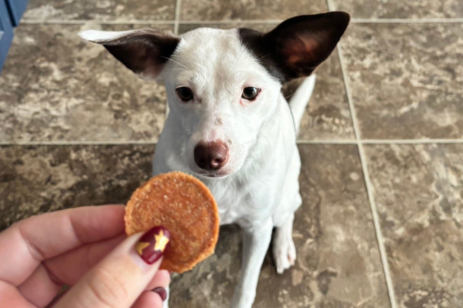 Small dog sitting on a tile floor waiting for  a hypoallergenic dog treat from its human