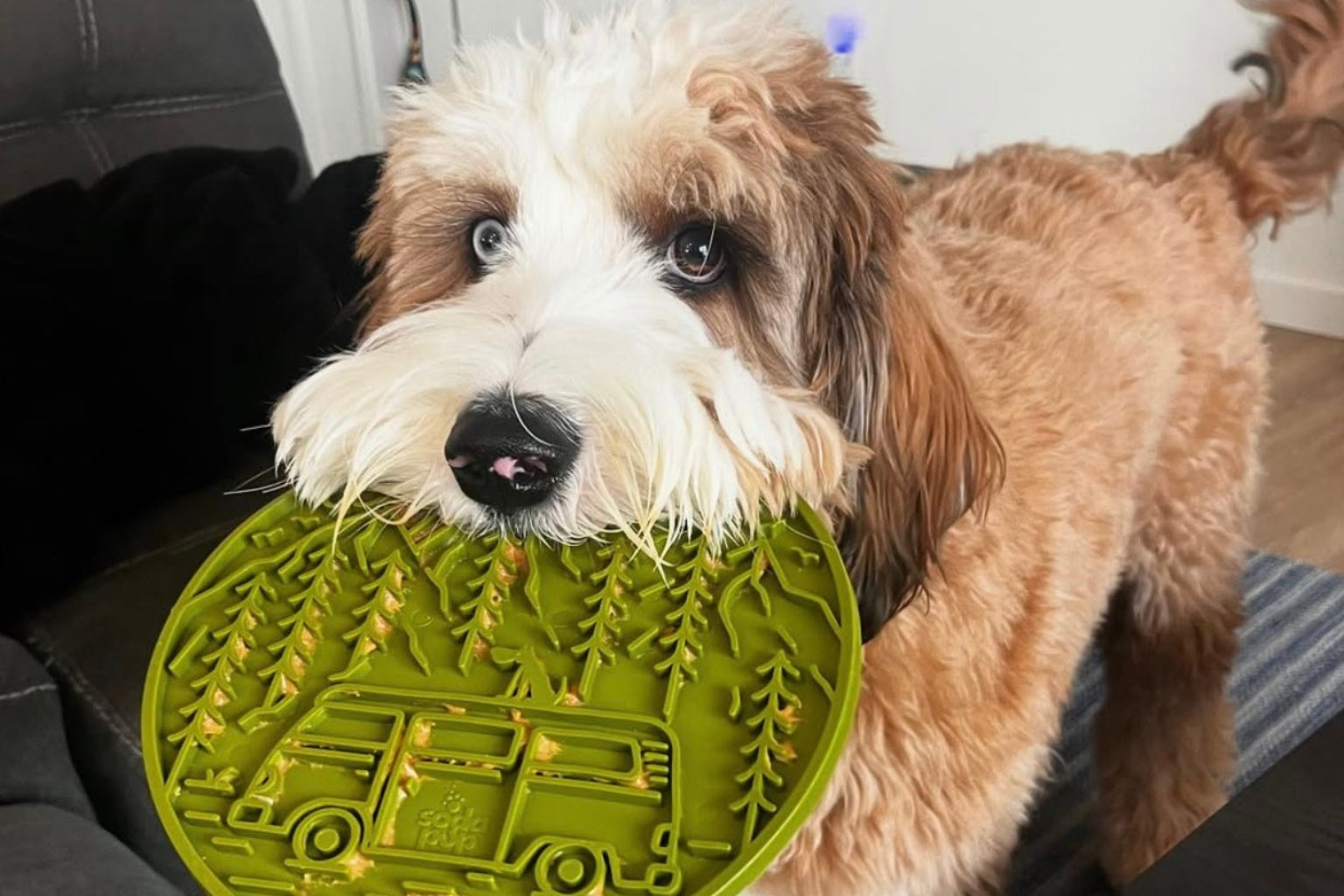 Doodle dog with a camping themed dog lick mat in its mouth