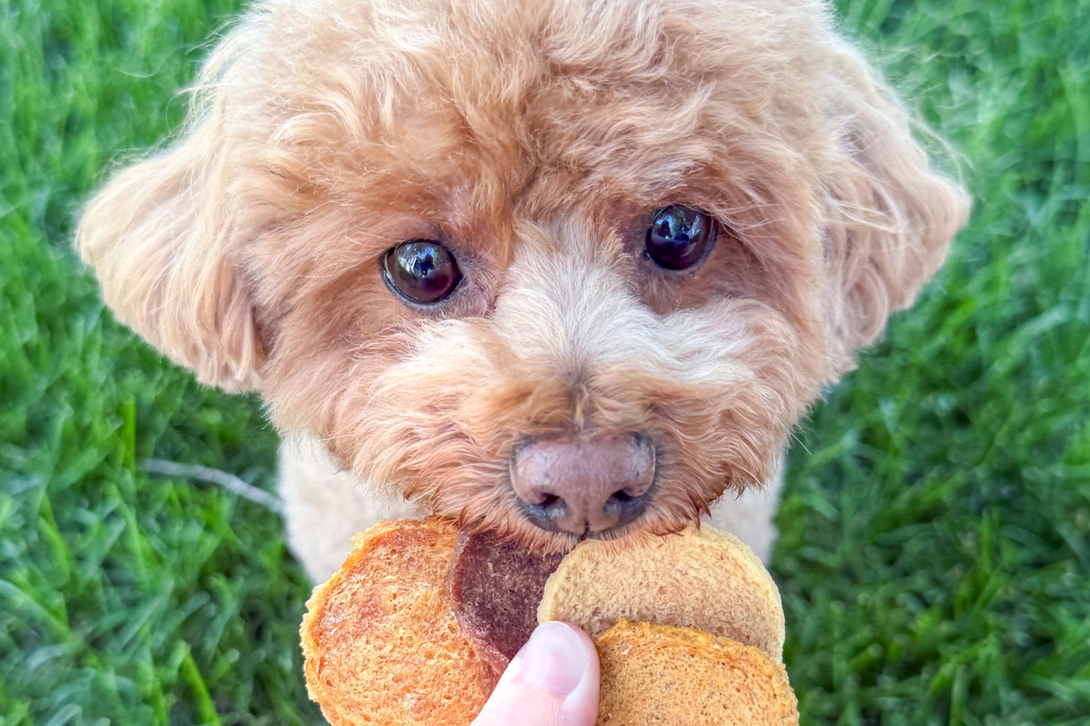 Small hypoallergenic dog outside on the grass biting into four hypoallergenic dog treats from its human