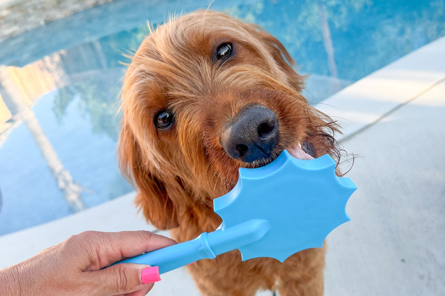 Goldendoodle enjoying a Farm to Pet hypoallergenic dog food topper from a licking stick
