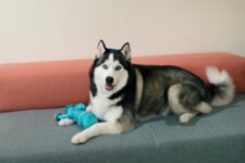 Training a Siberian Husky DogTips and Techniques for a Happy and Well- – Play Pet Brands